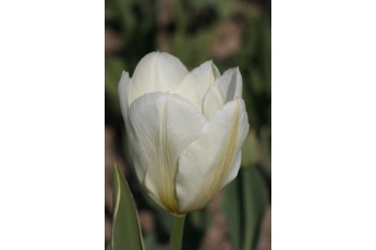 PURISSIMA